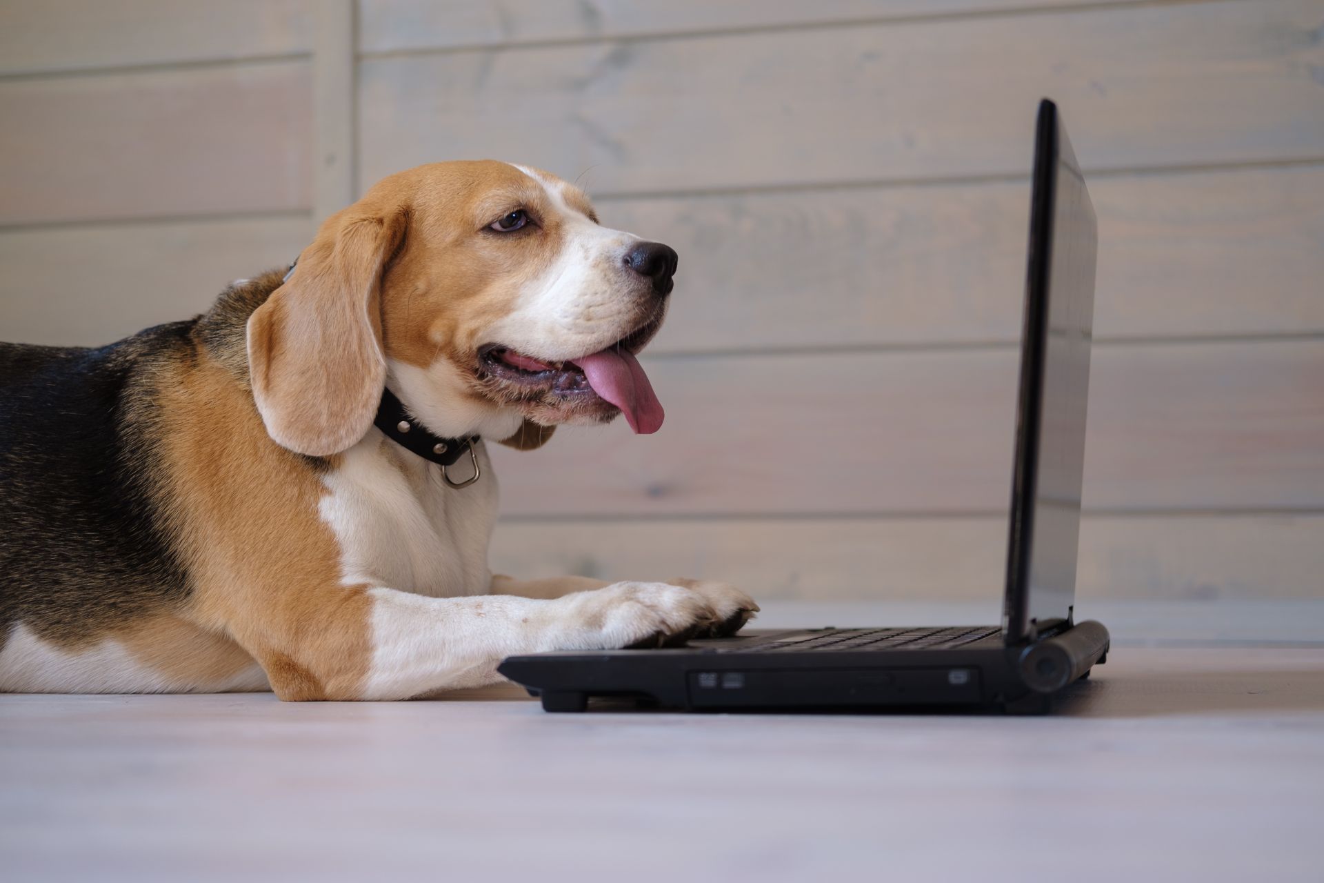 Hund liegt vor Laptop