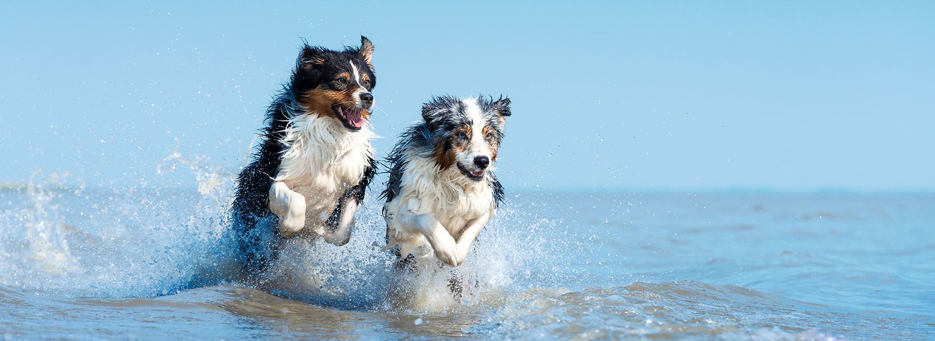 Hunde springen durchs Wasser